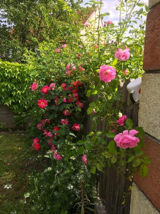 Ferienhaus Mit Garten In Thermennaehe Strebersdorf 외부 사진